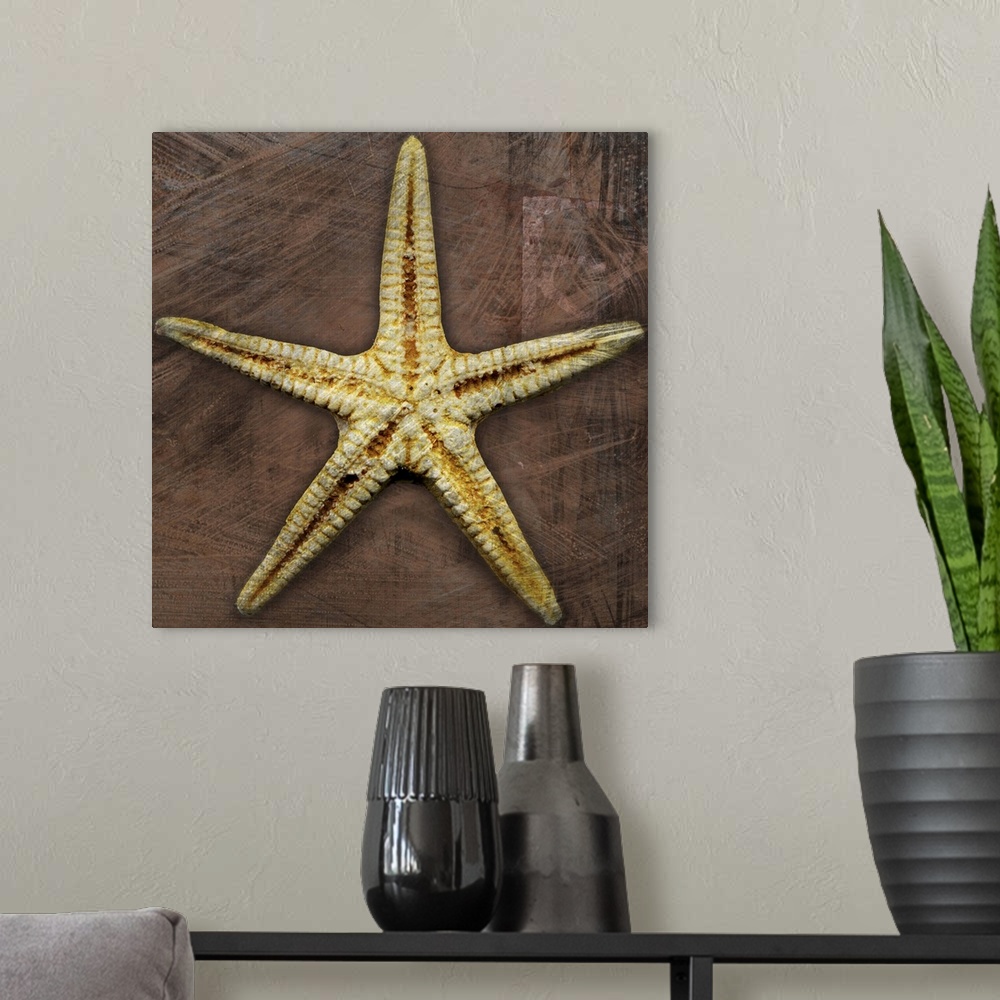 A modern room featuring Starfish