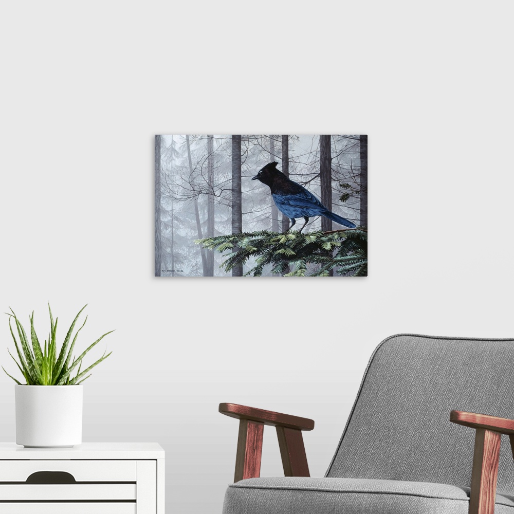 A modern room featuring A stellers jay perched on a limb.