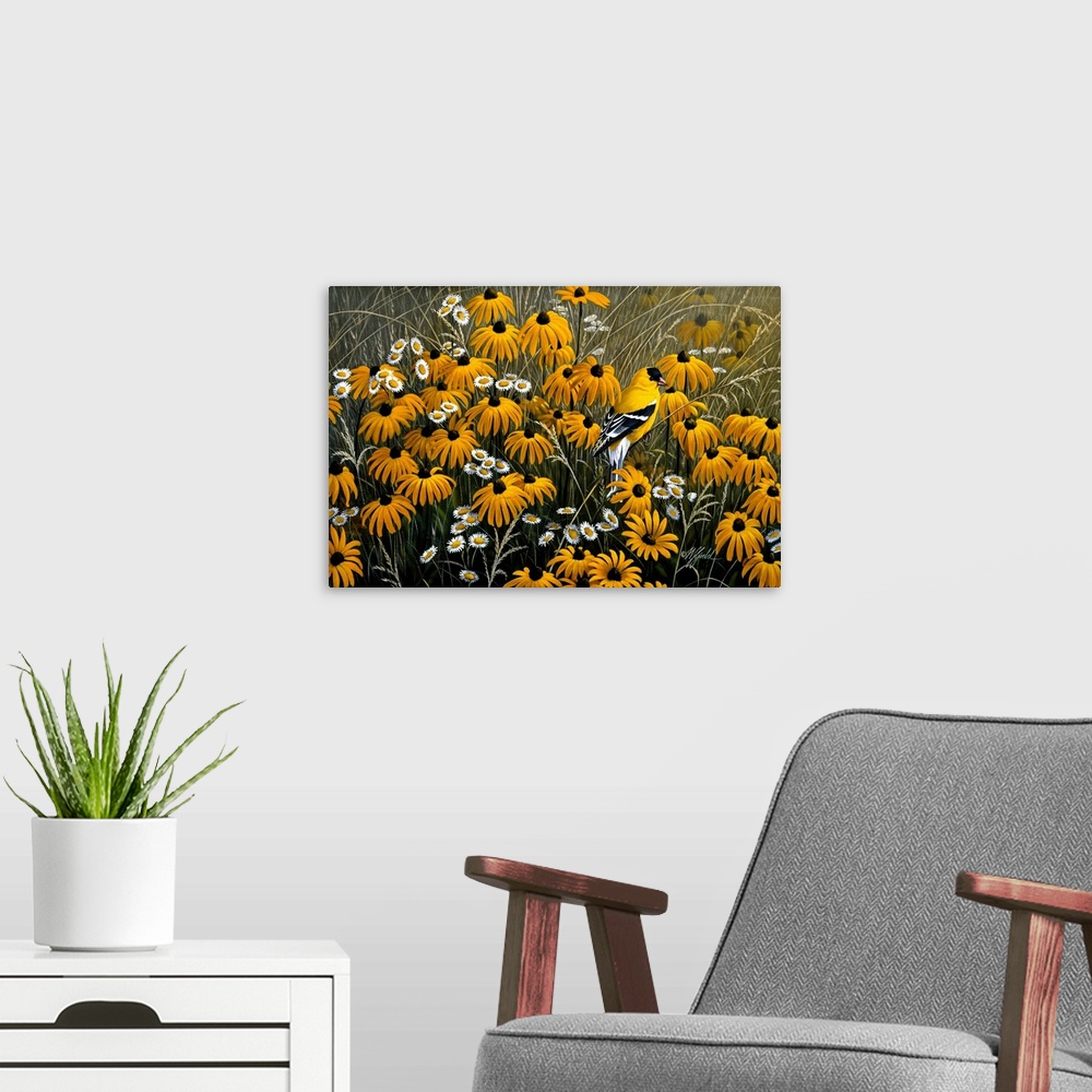 A modern room featuring American Goldfinch in black eyed susans.