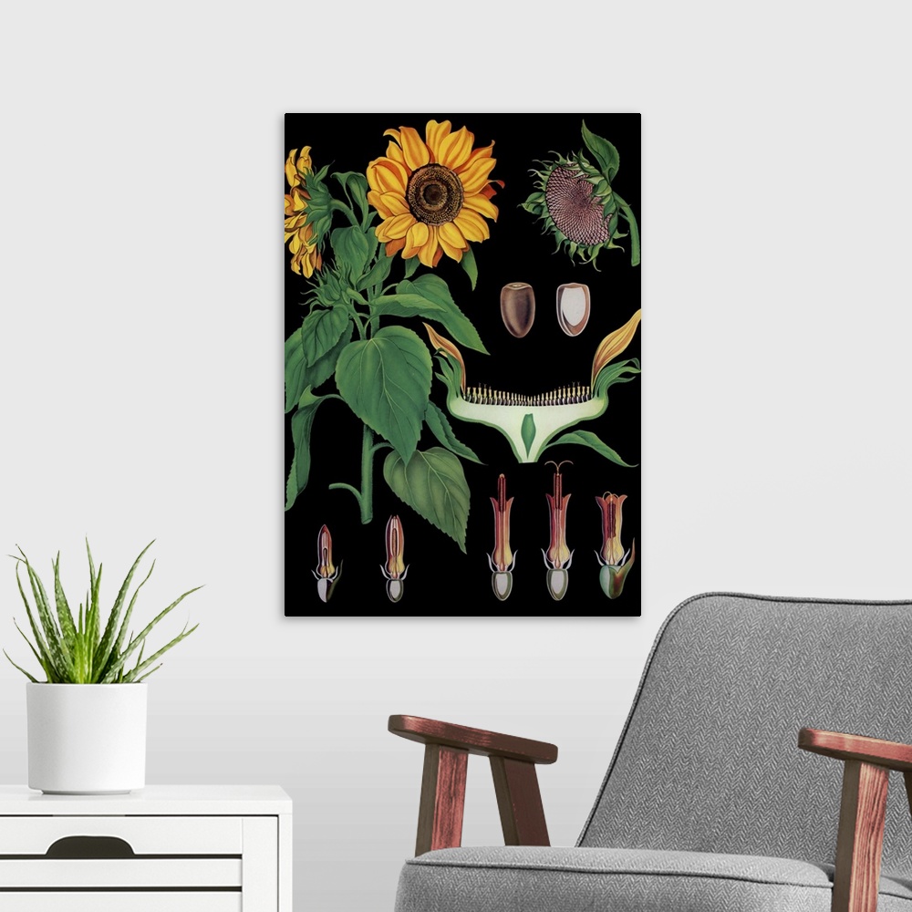 A modern room featuring Sunflower - Botanical Illustration