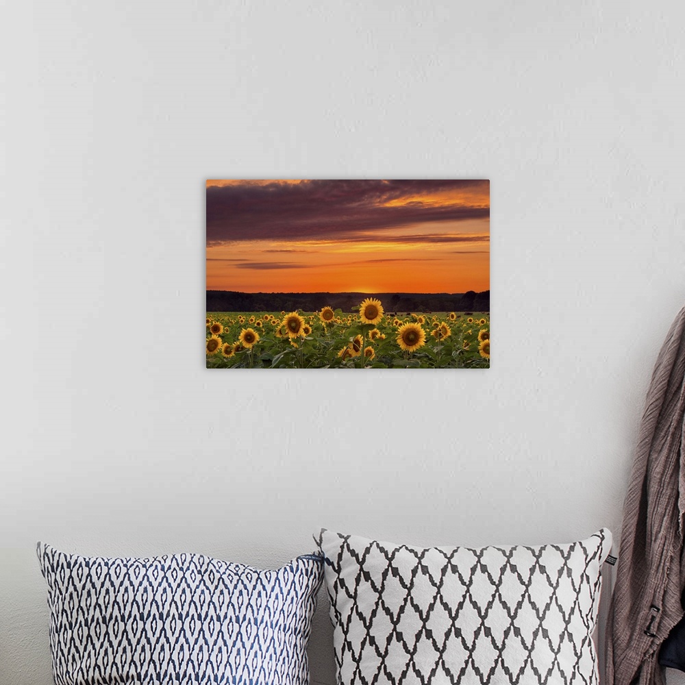 A bohemian room featuring Photograph of a vast field filled with sunflowers, under a sunset illuminated sky.
