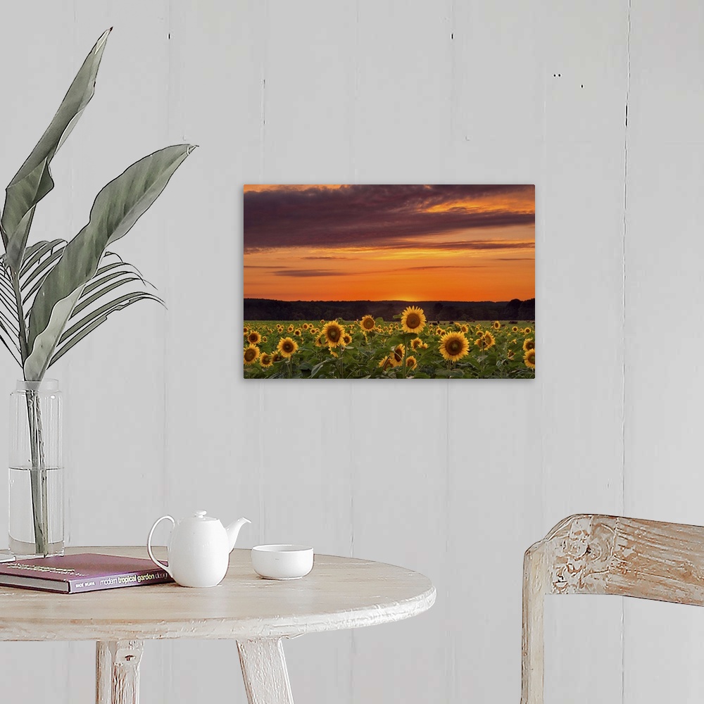 A farmhouse room featuring Photograph of a vast field filled with sunflowers, under a sunset illuminated sky.