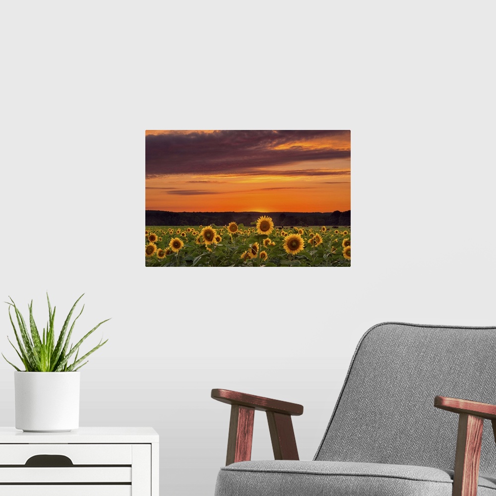 A modern room featuring Photograph of a vast field filled with sunflowers, under a sunset illuminated sky.