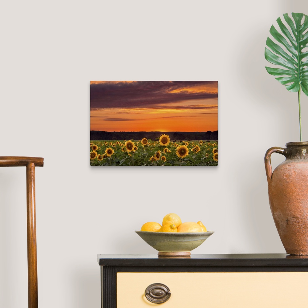 A traditional room featuring Photograph of a vast field filled with sunflowers, under a sunset illuminated sky.