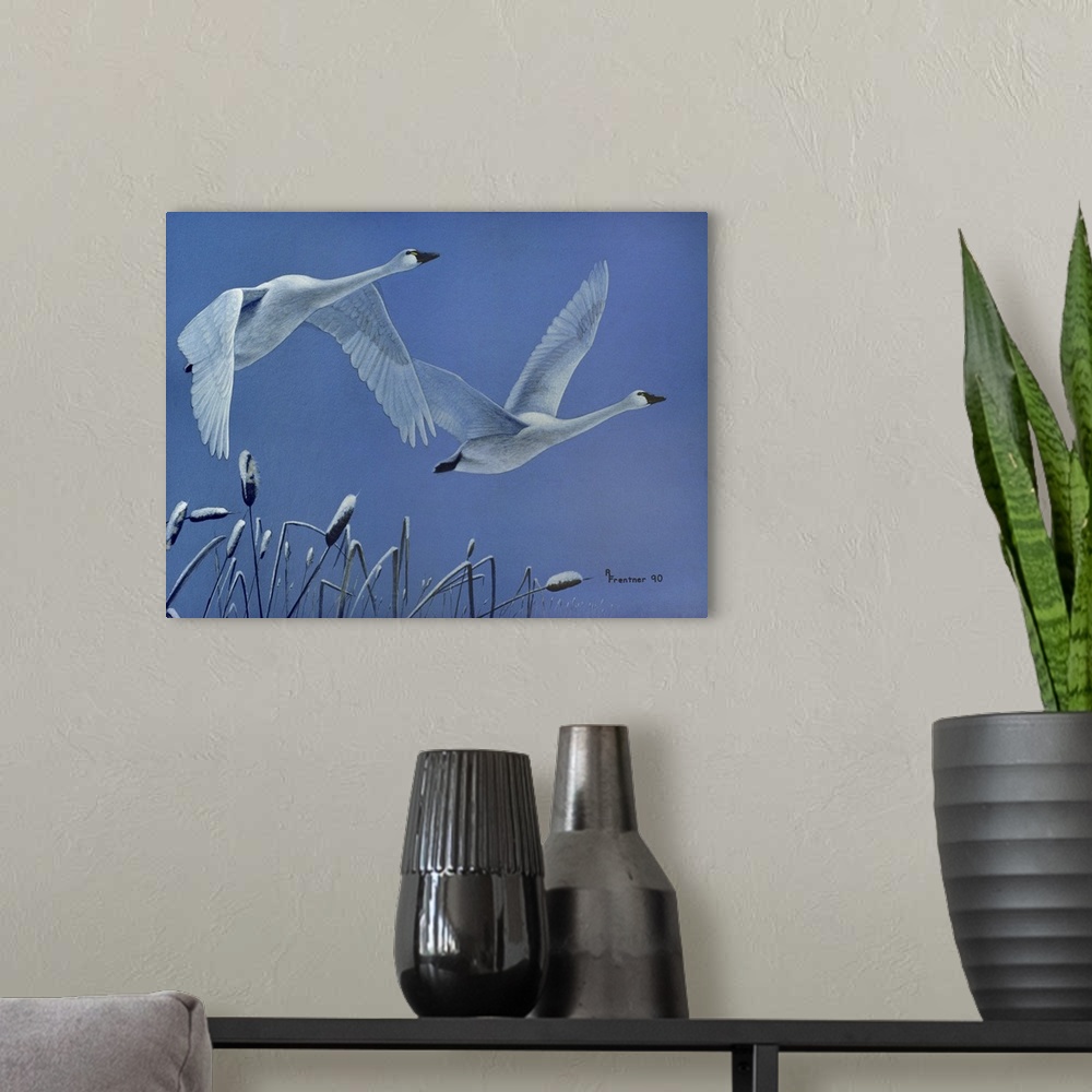 A modern room featuring Two white swans airborne from the pond.