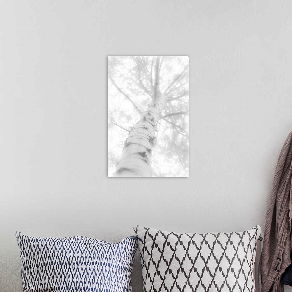 A bohemian room featuring Blown out black and white photograph looking up to the top of a birch tree.