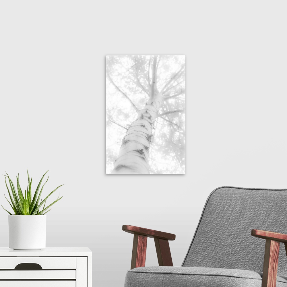 A modern room featuring Blown out black and white photograph looking up to the top of a birch tree.