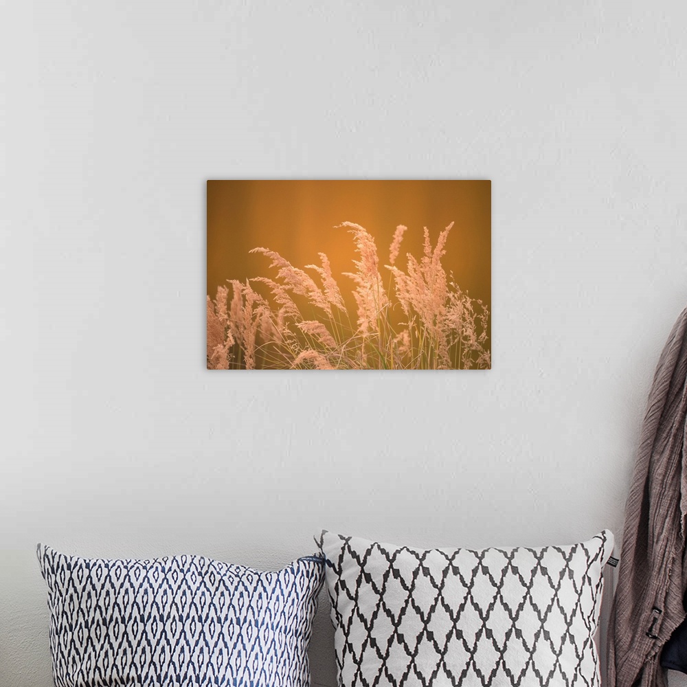 A bohemian room featuring Warm photograph of the tops of a bundle of beach grass.