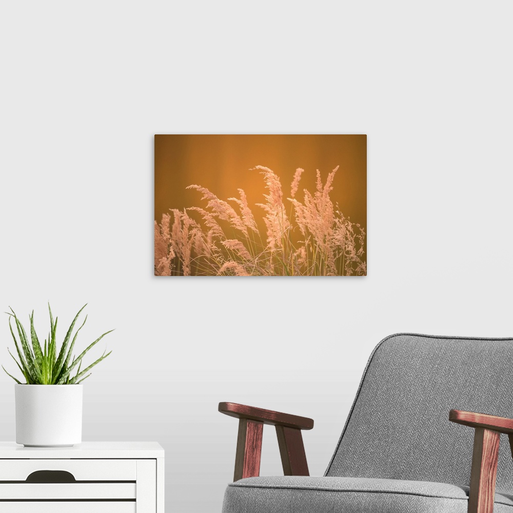 A modern room featuring Warm photograph of the tops of a bundle of beach grass.