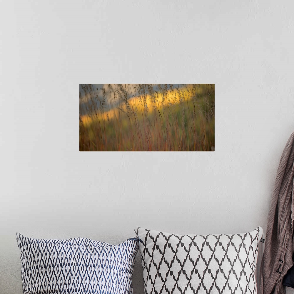 A bohemian room featuring Photograph of tall grass with a colorful background.