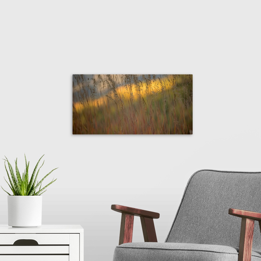 A modern room featuring Photograph of tall grass with a colorful background.