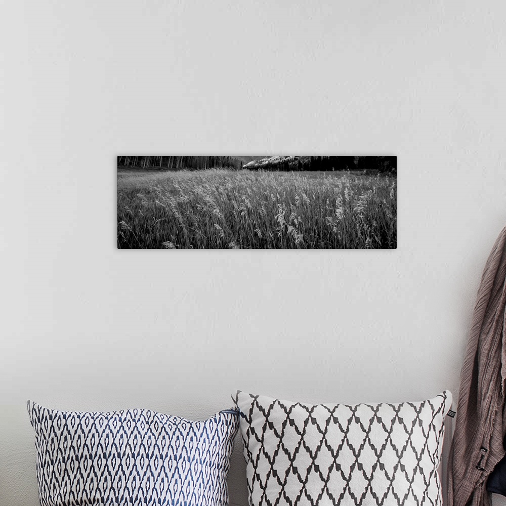 A bohemian room featuring Black and white photograph of tall grass in a valley.