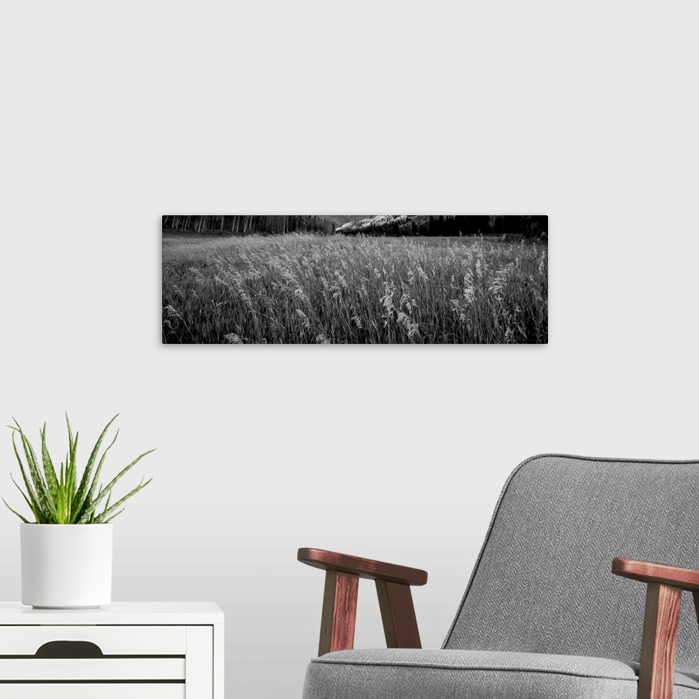 A modern room featuring Black and white photograph of tall grass in a valley.