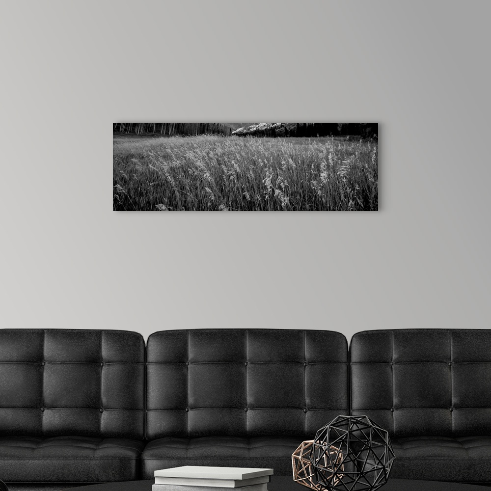 A modern room featuring Black and white photograph of tall grass in a valley.