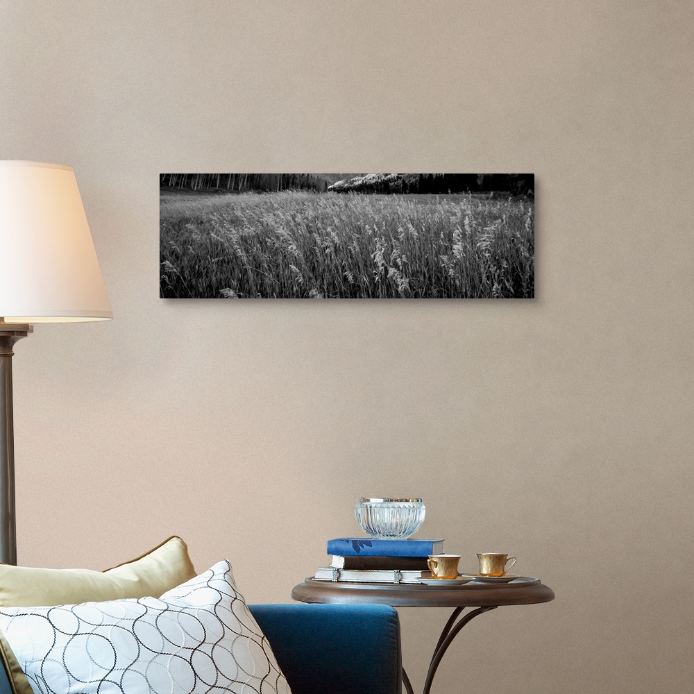 A traditional room featuring Black and white photograph of tall grass in a valley.