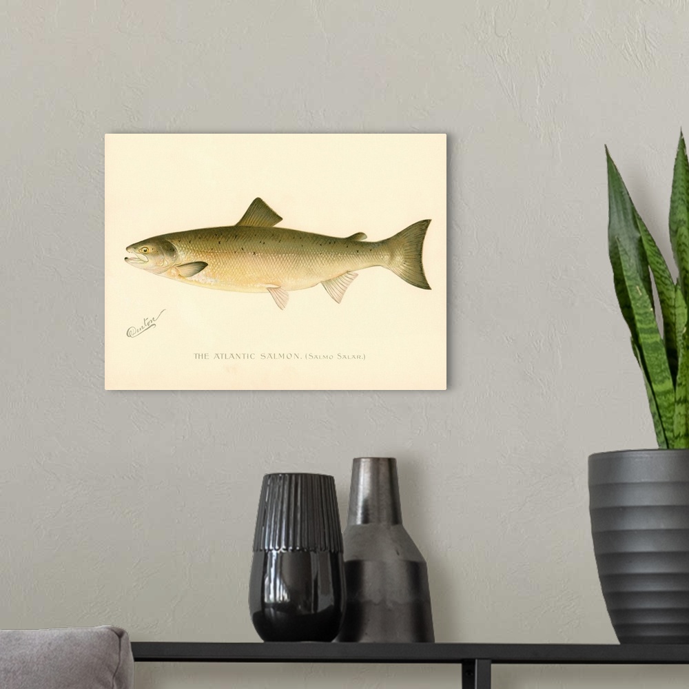 A modern room featuring The Atlantic Salmon