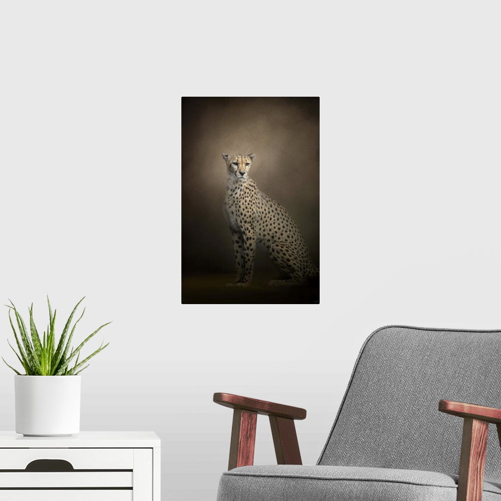 A modern room featuring A cheetah sits regally in the shadows.