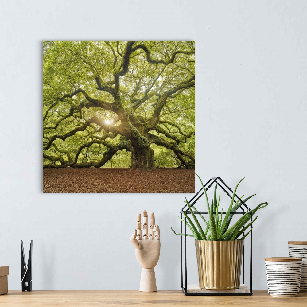 A bohemian room featuring An artistic photograph of a large old gnarled tree with bright green foliage and large limbs.