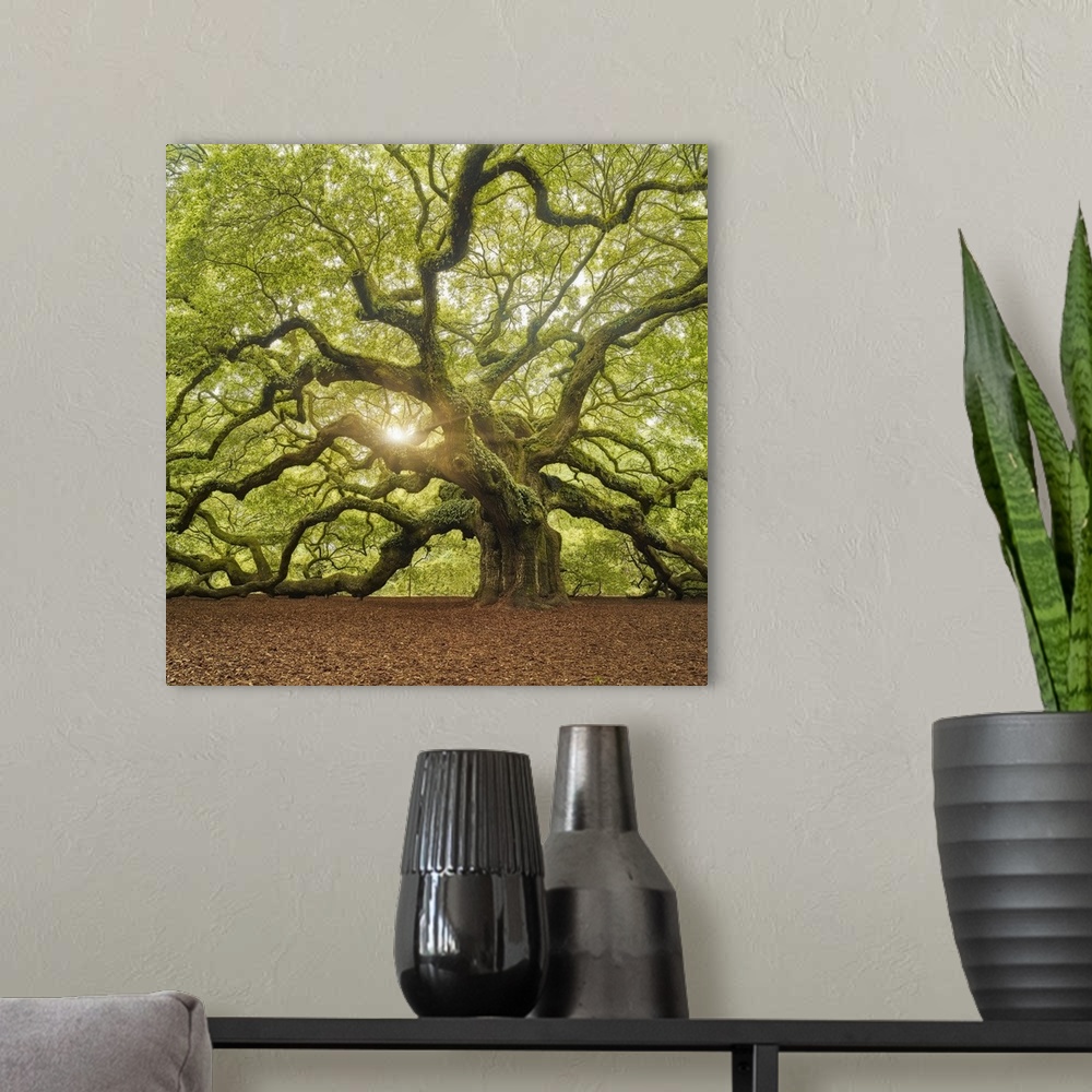 A modern room featuring An artistic photograph of a large old gnarled tree with bright green foliage and large limbs.