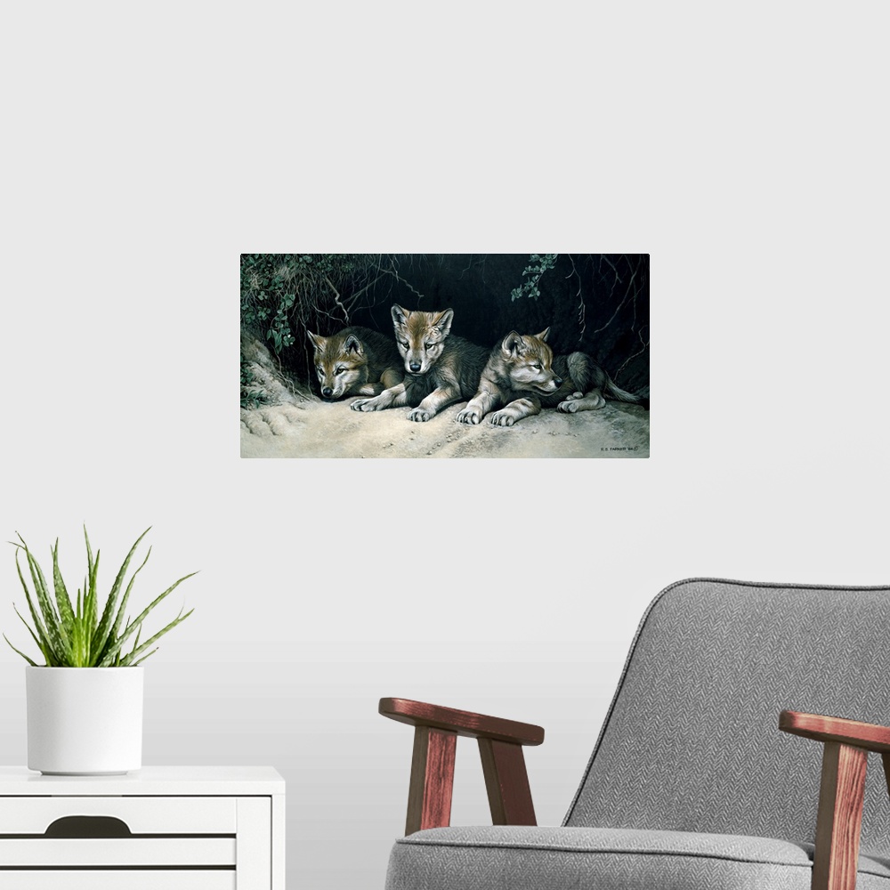 A modern room featuring Three wolf cubs rest at the opening of their den.