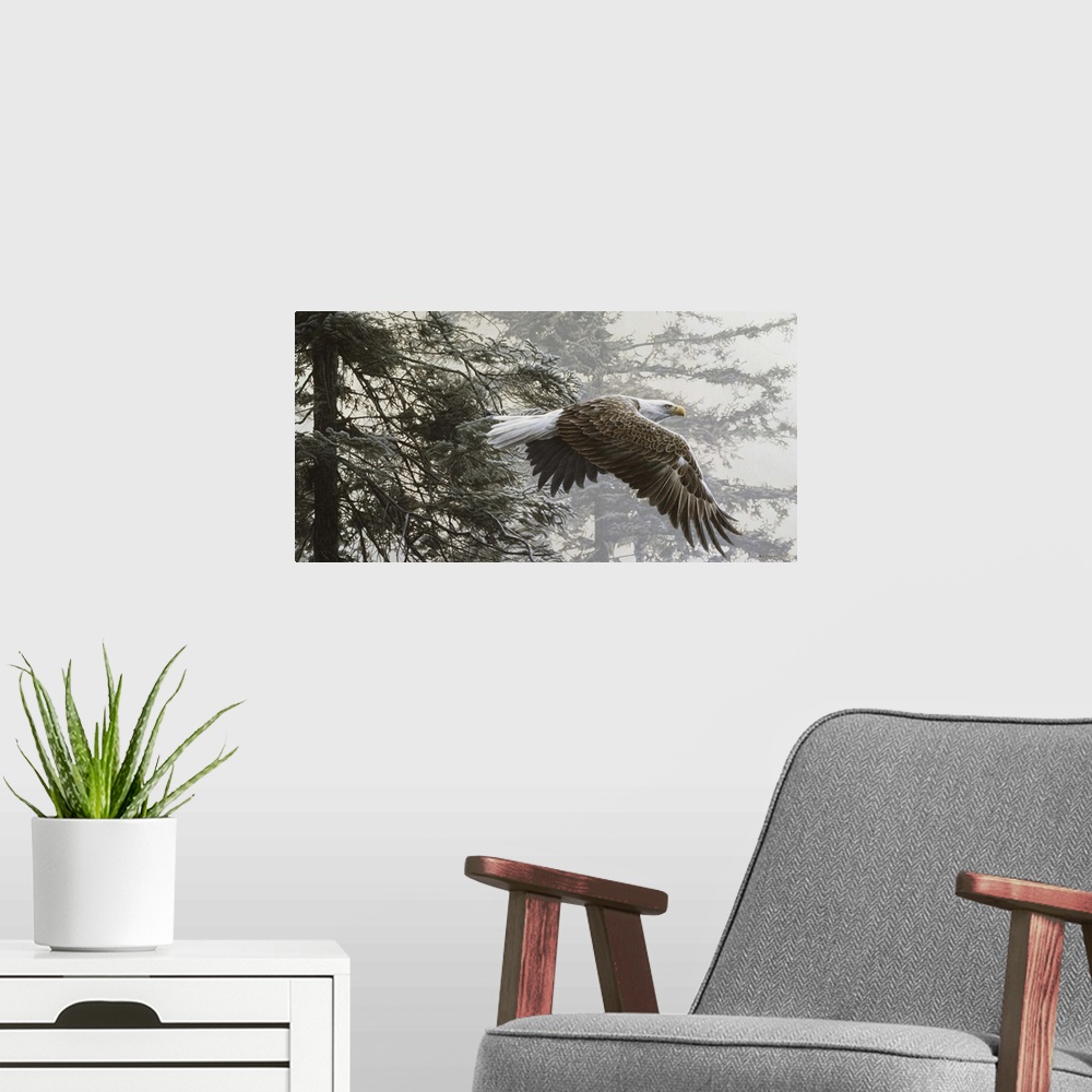 A modern room featuring An eagle flies through a group of trees, into the misty morning.