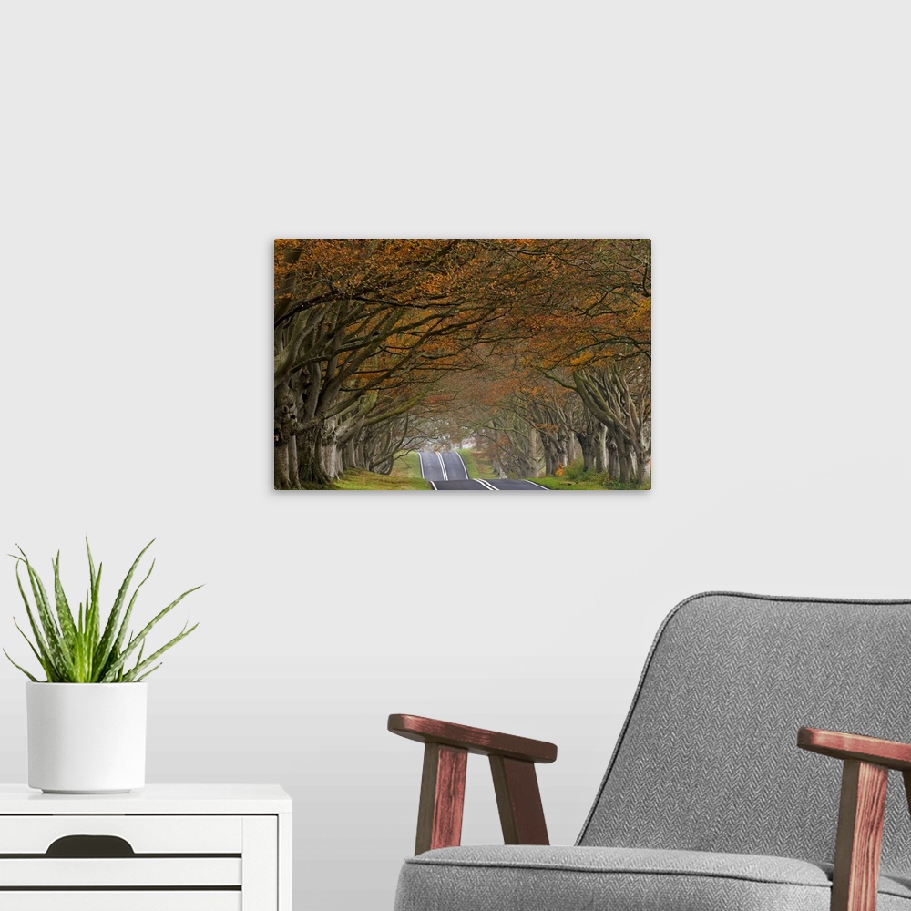 A modern room featuring A road cutting through a forest of trees in fall colors.