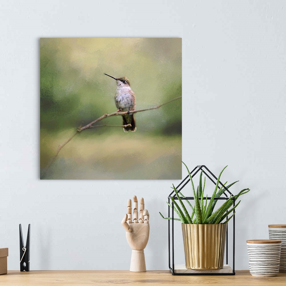 A bohemian room featuring A small hummingbird perches on a thin twig.