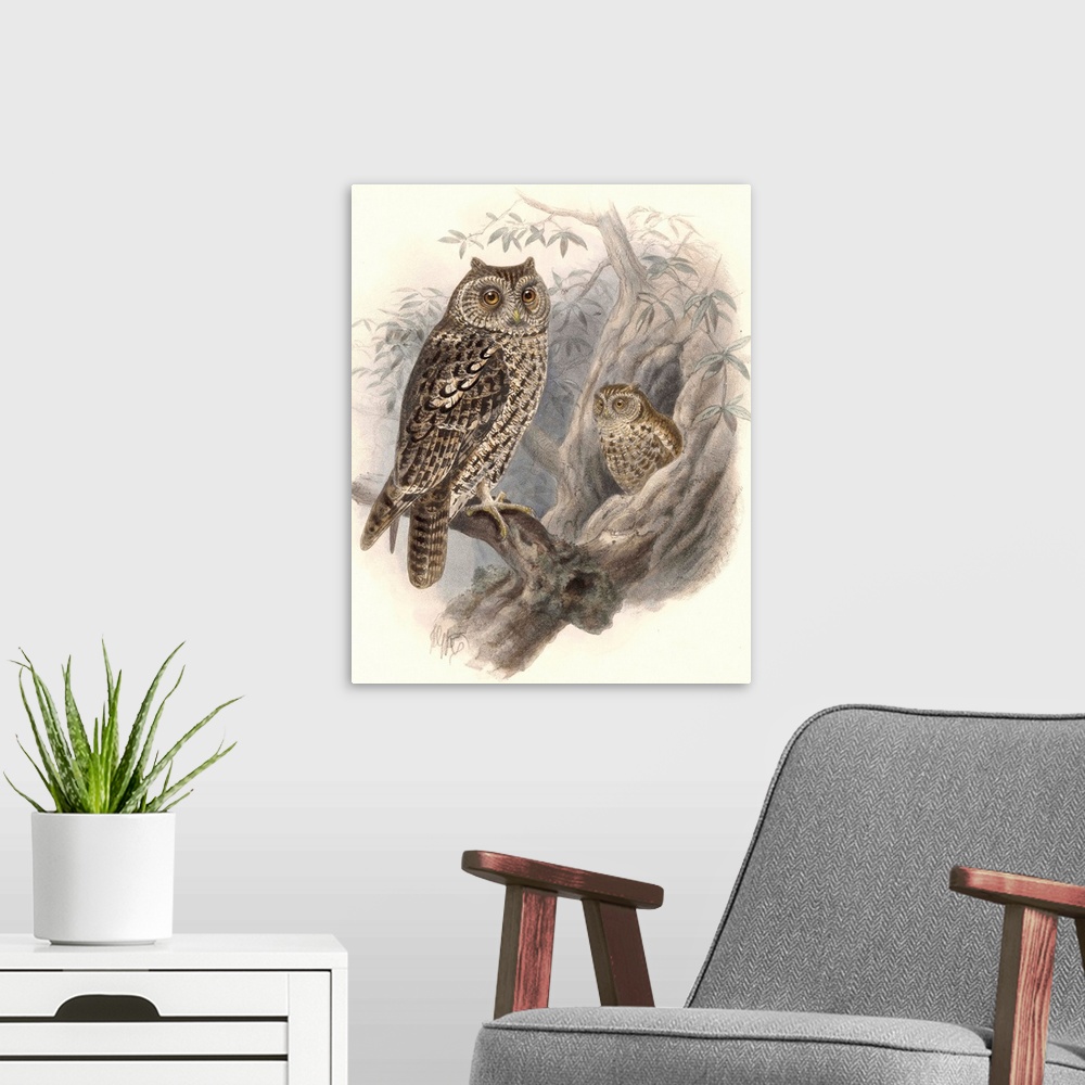 A modern room featuring Vintage scientific illustration of a bird.