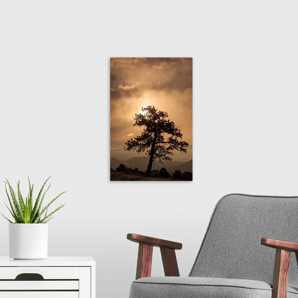 A modern room featuring A photograph of a silhouetted tree against a sunset.