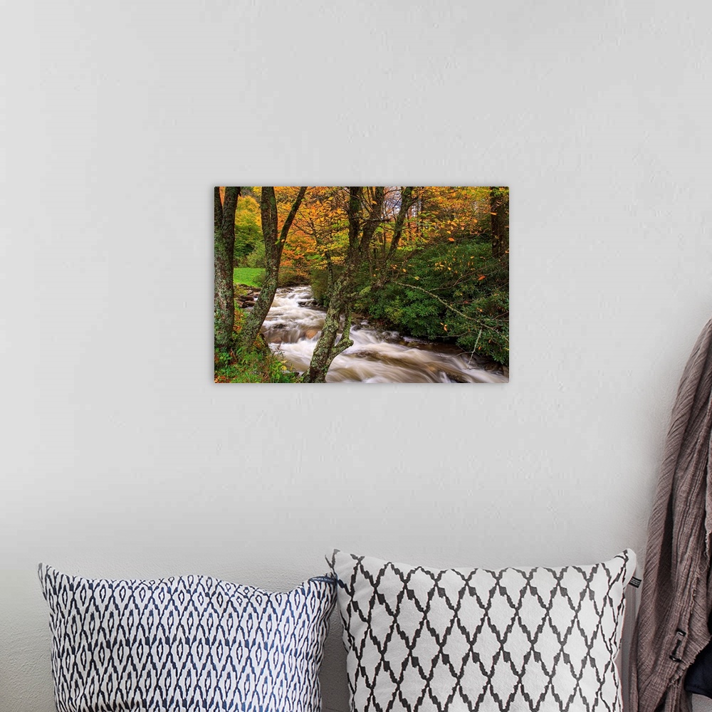 A bohemian room featuring Fine art photograph of a trees along a river in a forest.