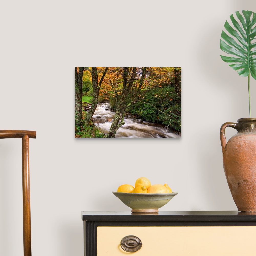A traditional room featuring Fine art photograph of a trees along a river in a forest.
