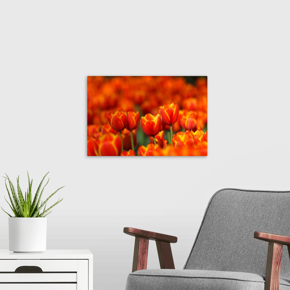 A modern room featuring Tulips Forever