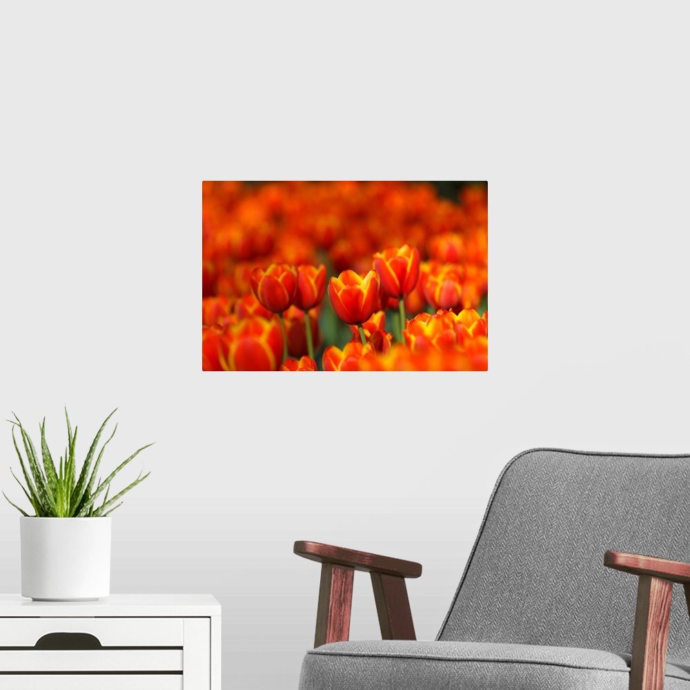 A modern room featuring Tulips Forever