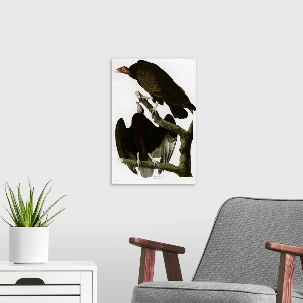 A modern room featuring Audubon Birds, Turkey Buzzard