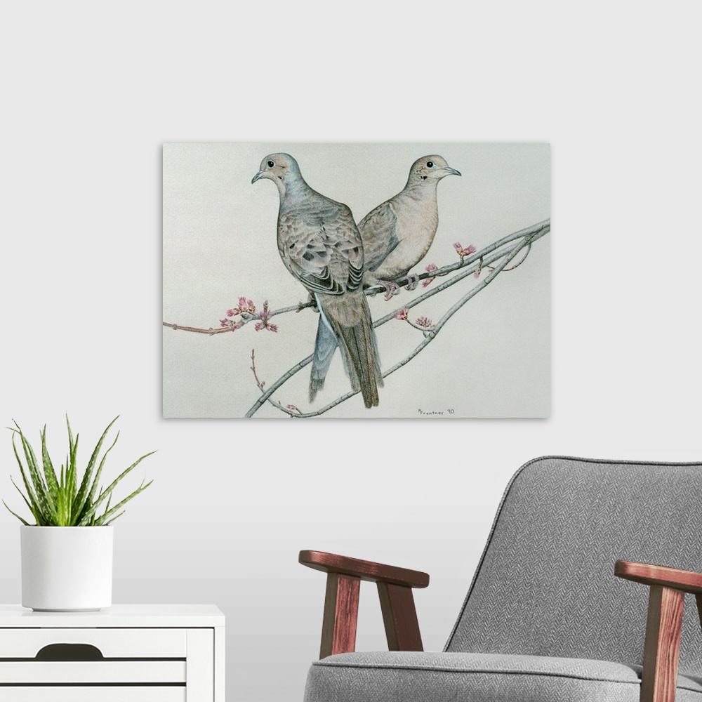 A modern room featuring Two mourning doves perched on a branch