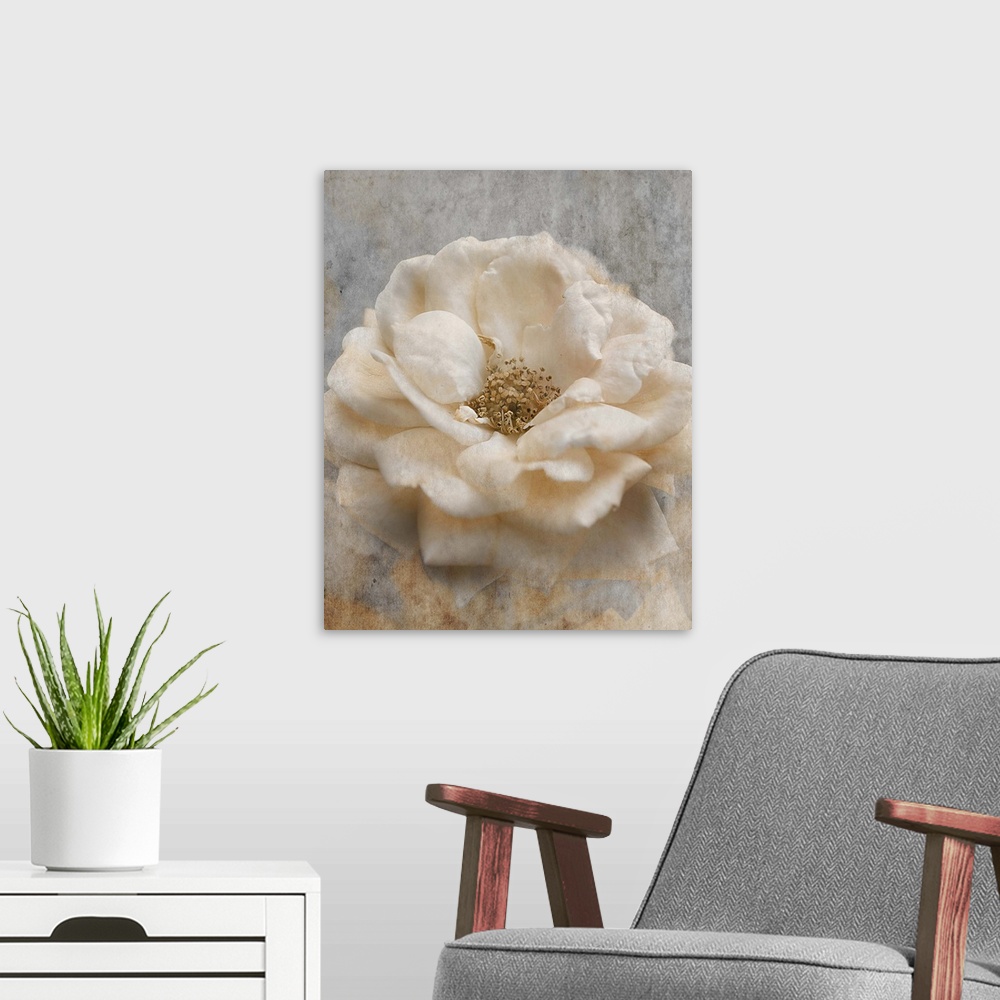 A modern room featuring Close up photo of a white rose.