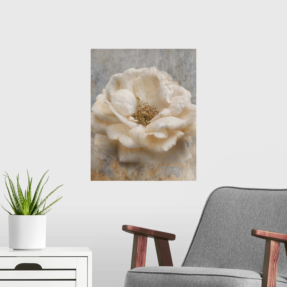 A modern room featuring Close up photo of a white rose.