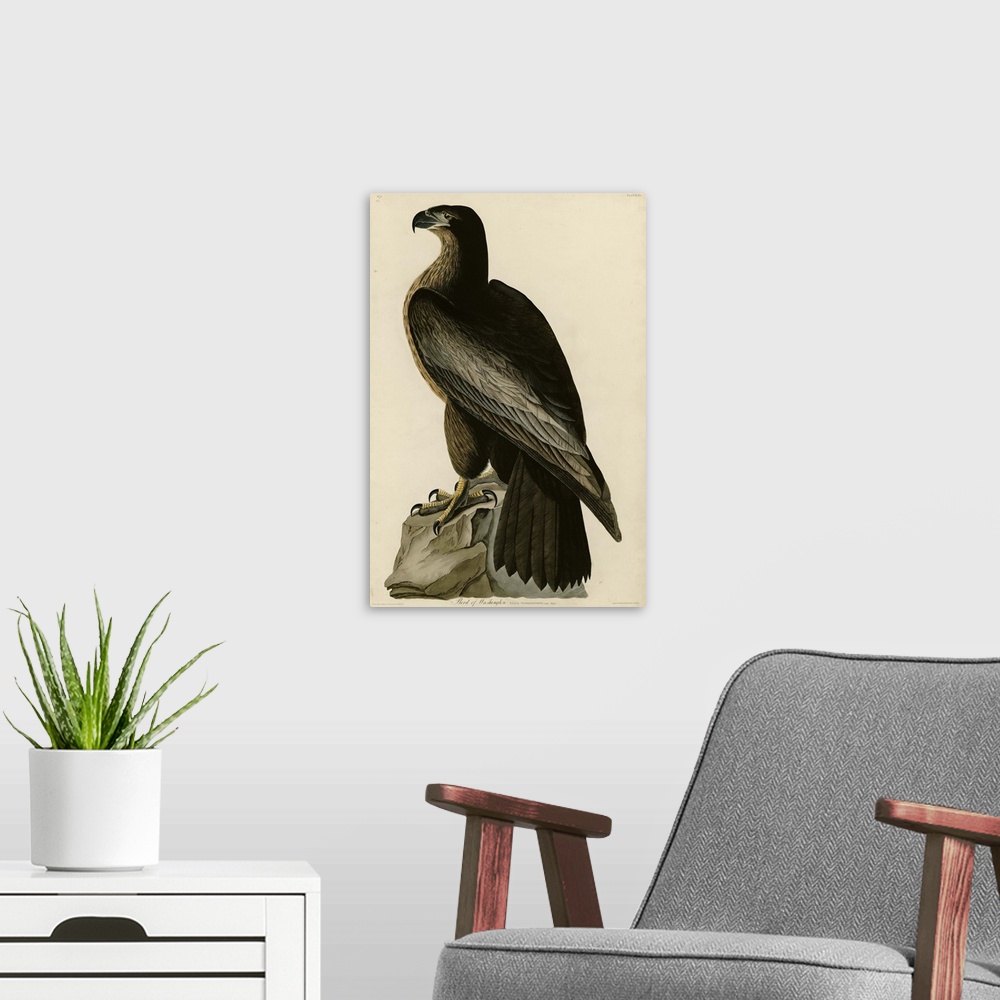 A modern room featuring Audubon Birds, Birdofwashington