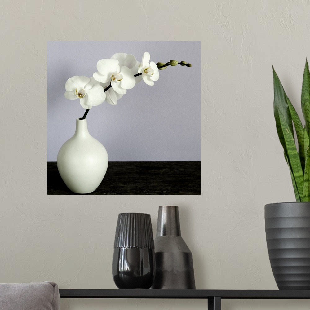 A modern room featuring White Orchids in a White Vase