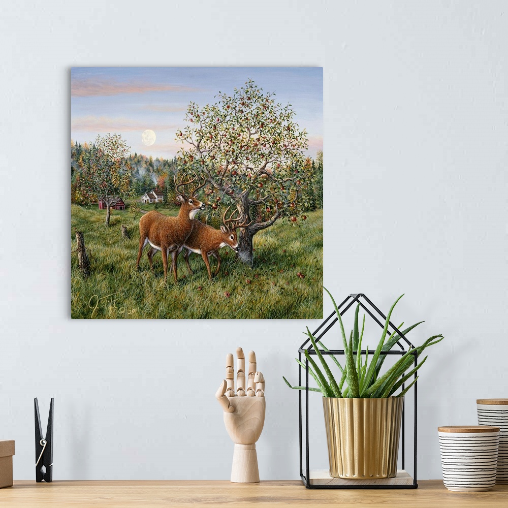 A bohemian room featuring 2 deer (bucks) feeding in an apple orchardautumn