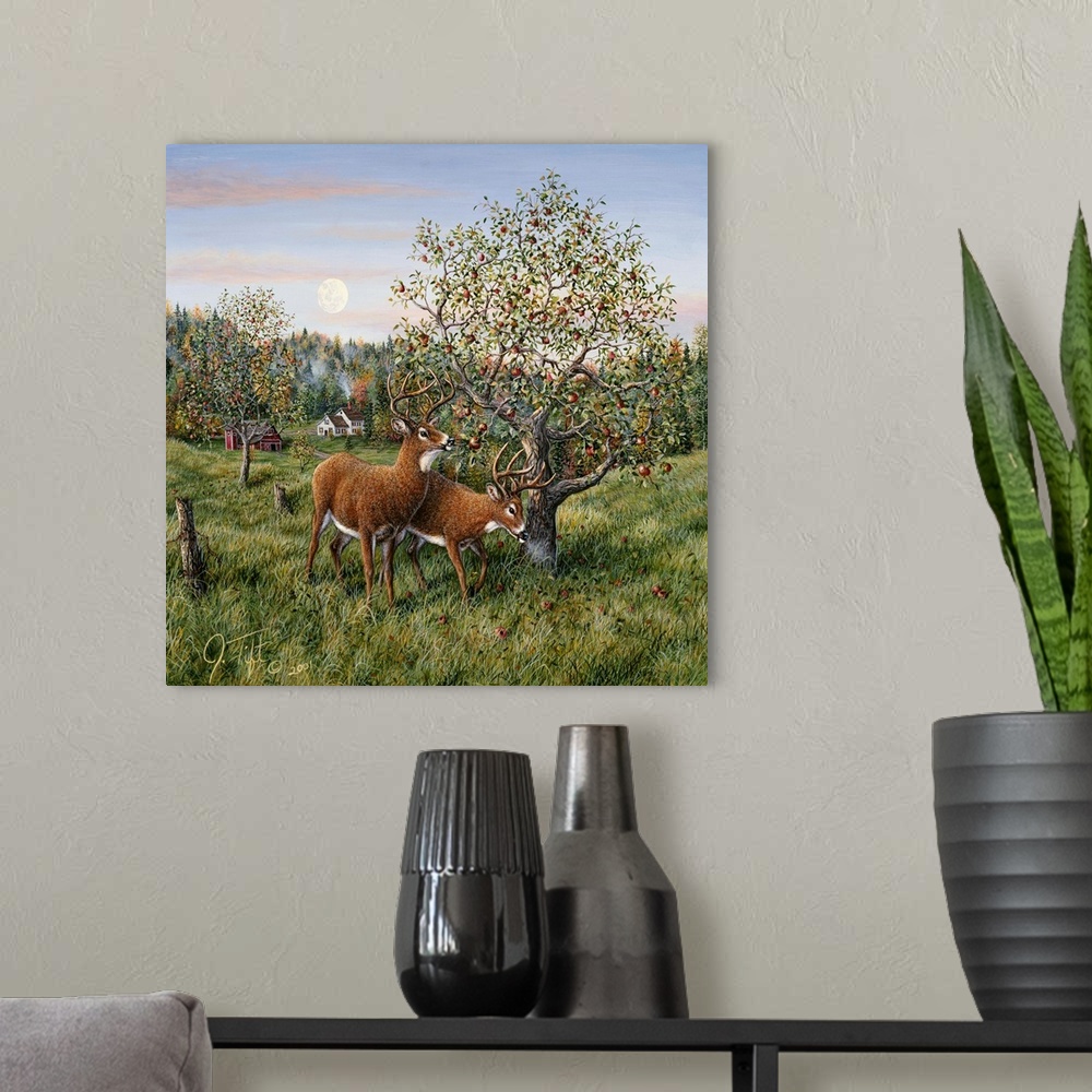 A modern room featuring 2 deer (bucks) feeding in an apple orchardautumn