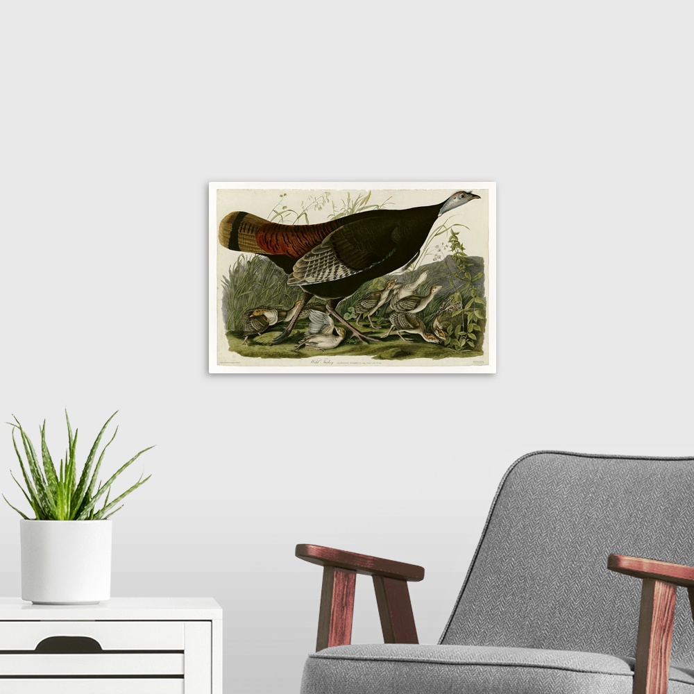 A modern room featuring Audubon Birds, Wild Turkey