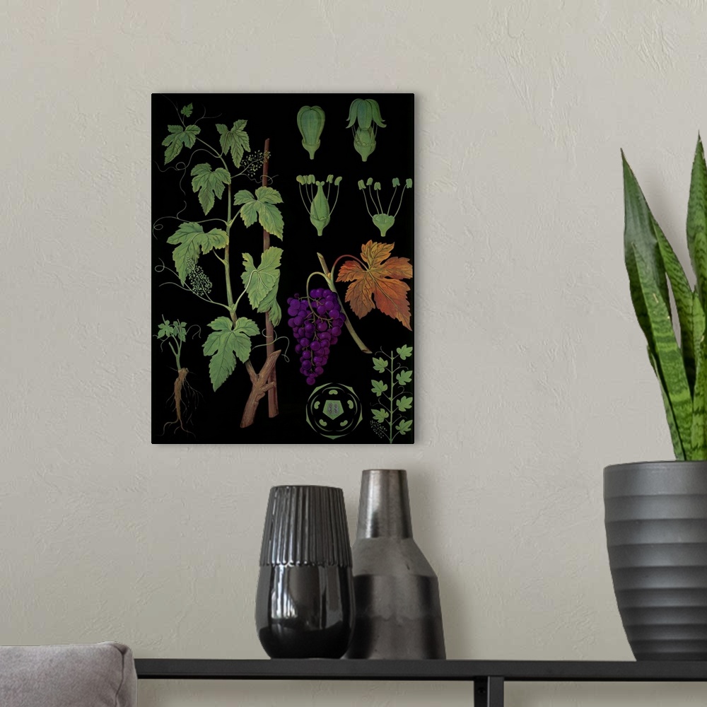 A modern room featuring Wine Grapevine - Botanical Illustration