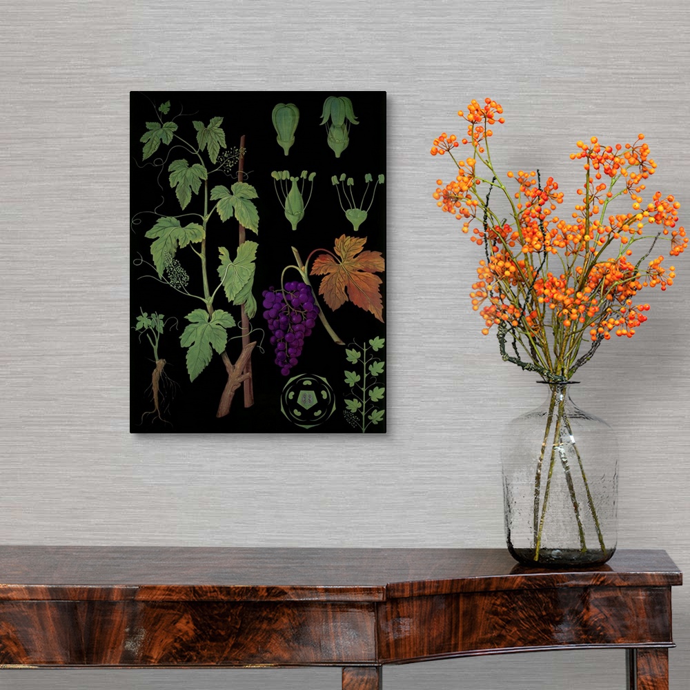 A traditional room featuring Wine Grapevine - Botanical Illustration