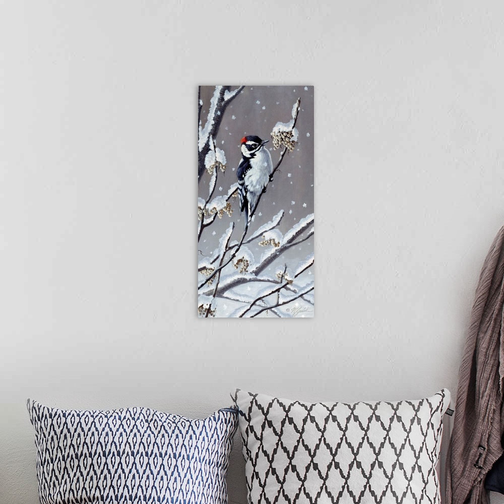 A bohemian room featuring Downy Woodpecker eating berries off a snowy branch.