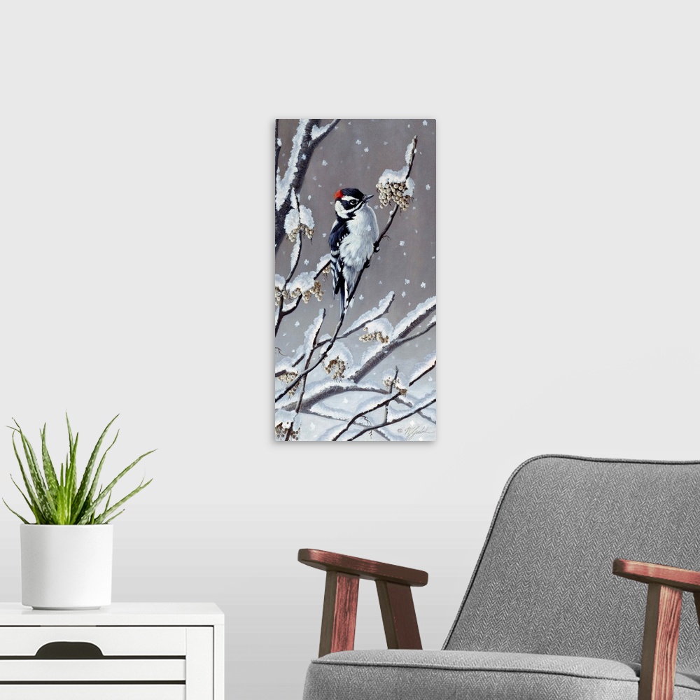 A modern room featuring Downy Woodpecker eating berries off a snowy branch.