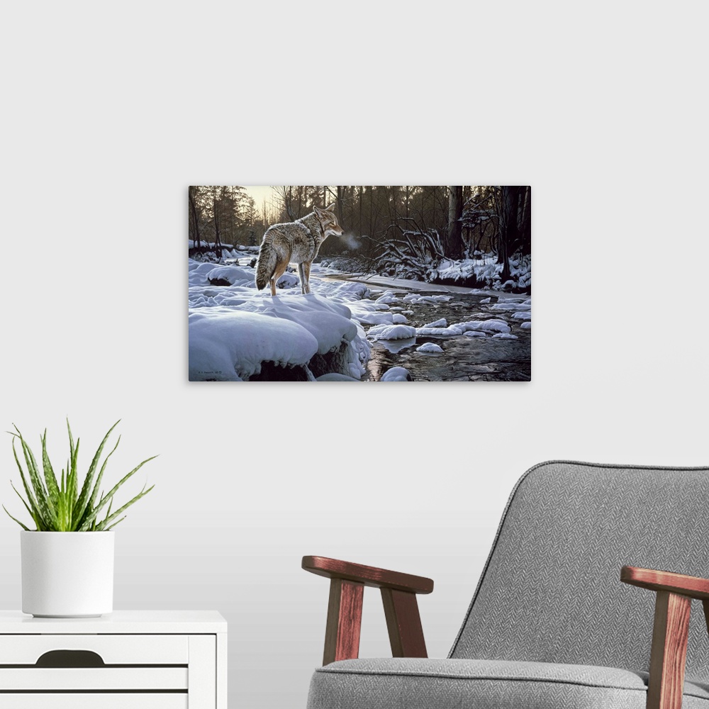 A modern room featuring A coyote stands on a ledge looking over a winter creek.