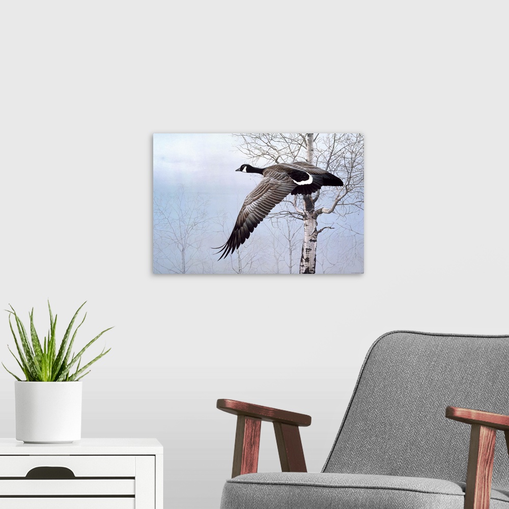 A modern room featuring A Canadian goose takes flight, flying past a group of birch trees in the misty morning.
