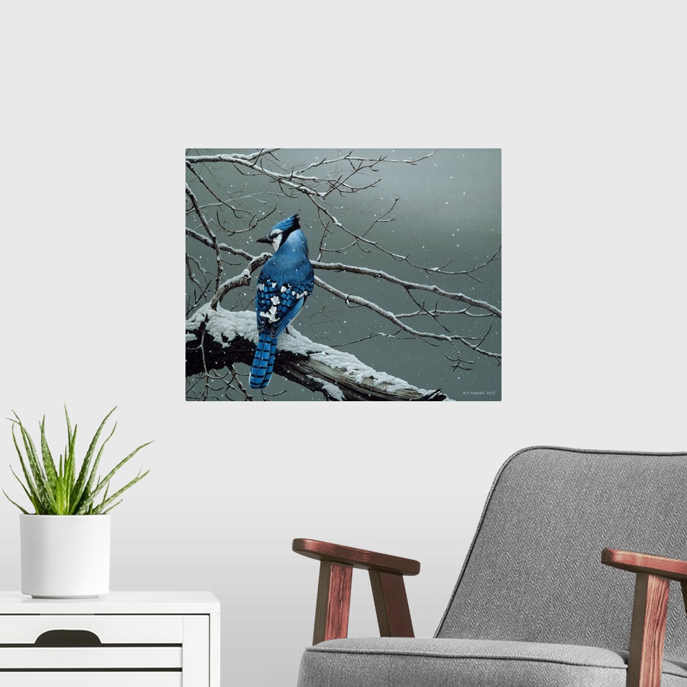 A modern room featuring A blue jay on a snow covered limb.