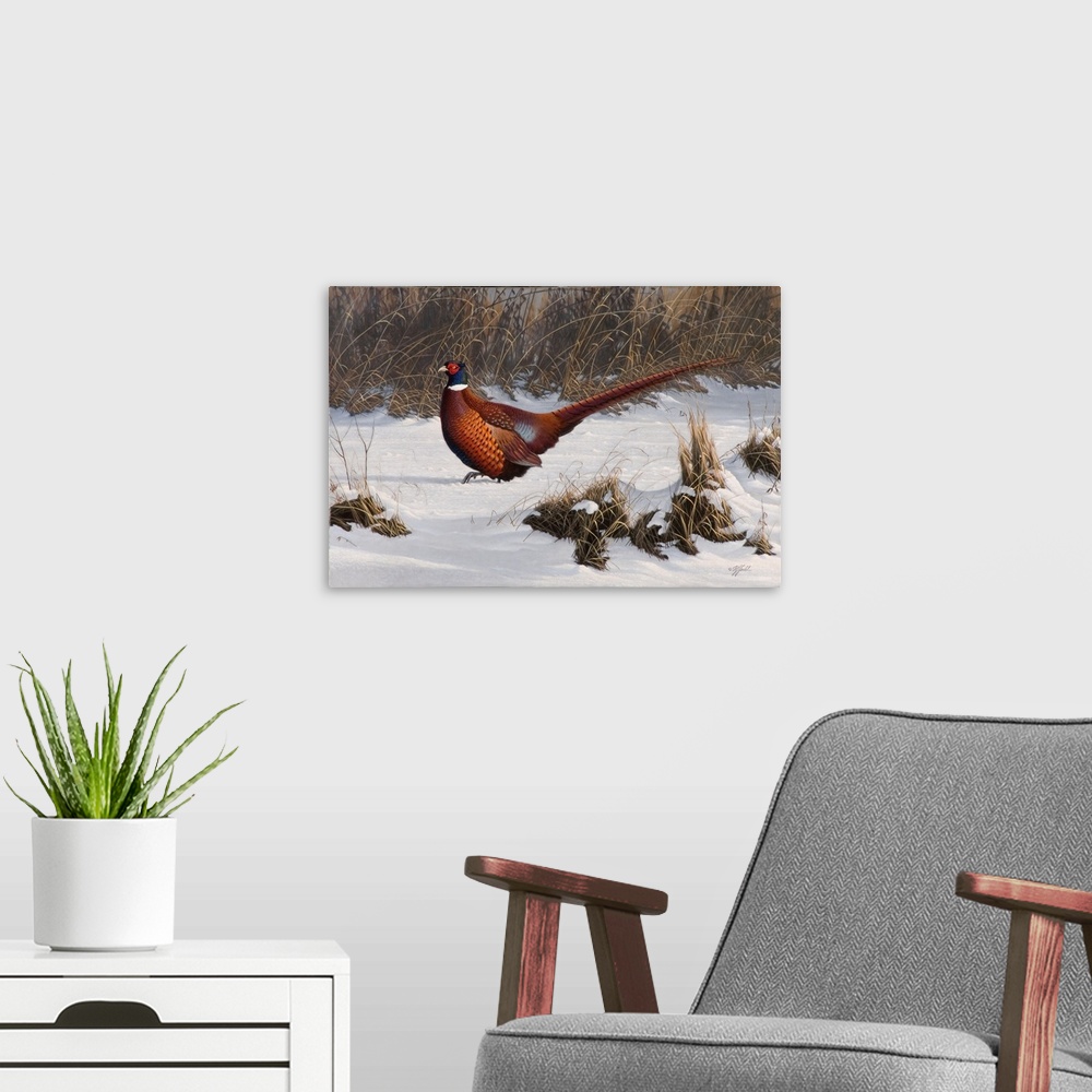 A modern room featuring Pheasant in a snowy field.